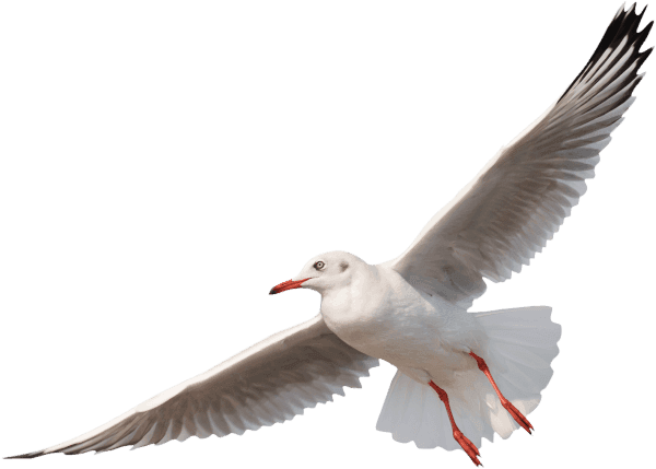 bird